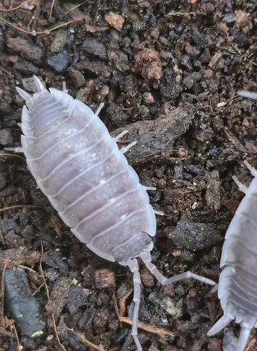Porcellio Flavocinctus Isopods - Isopods For Sale UK | PostPods